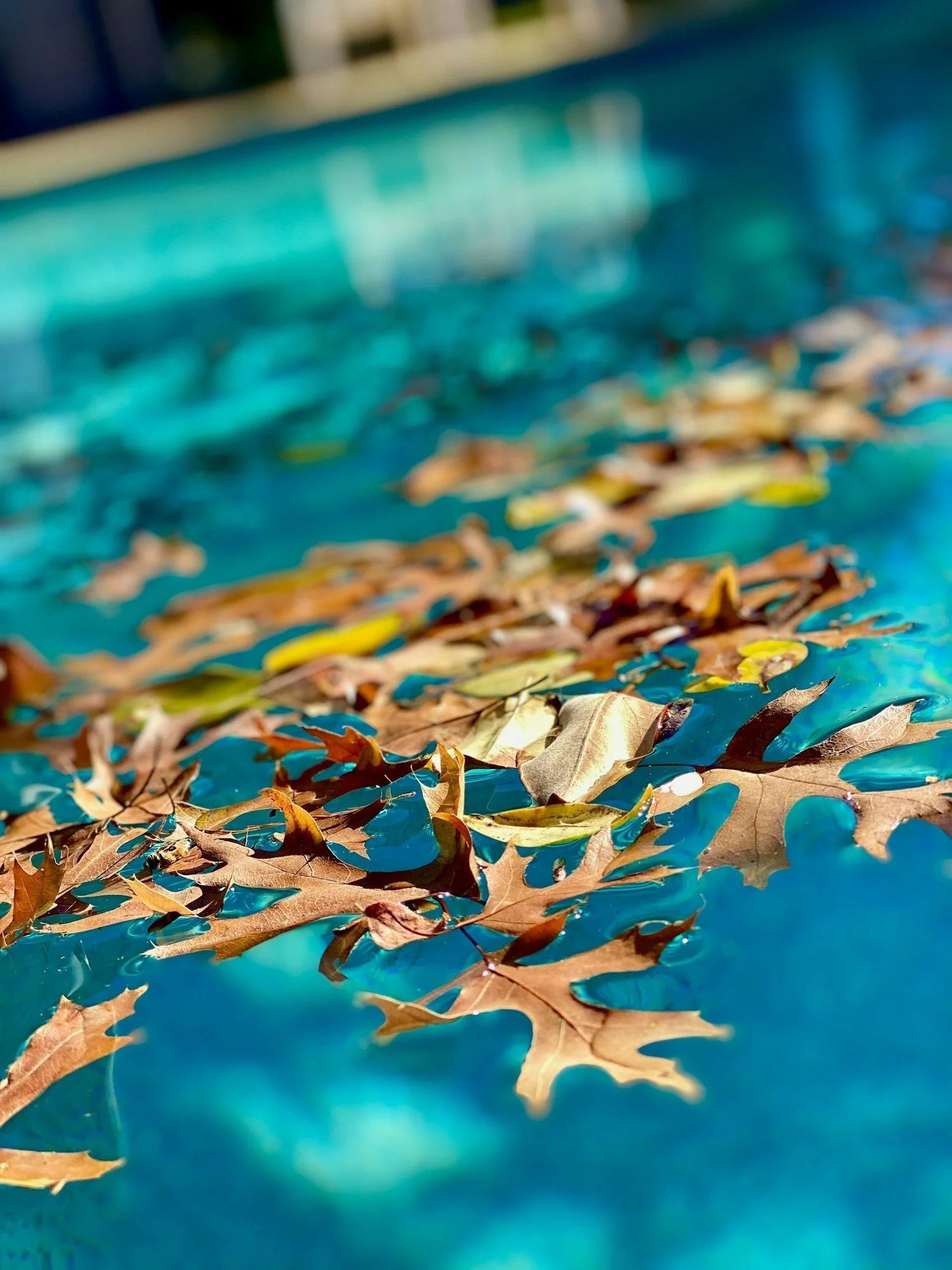 Kış mevsiminde mavi havuz suyu yüzeyinde biriken kuru kahverengi yapraklar